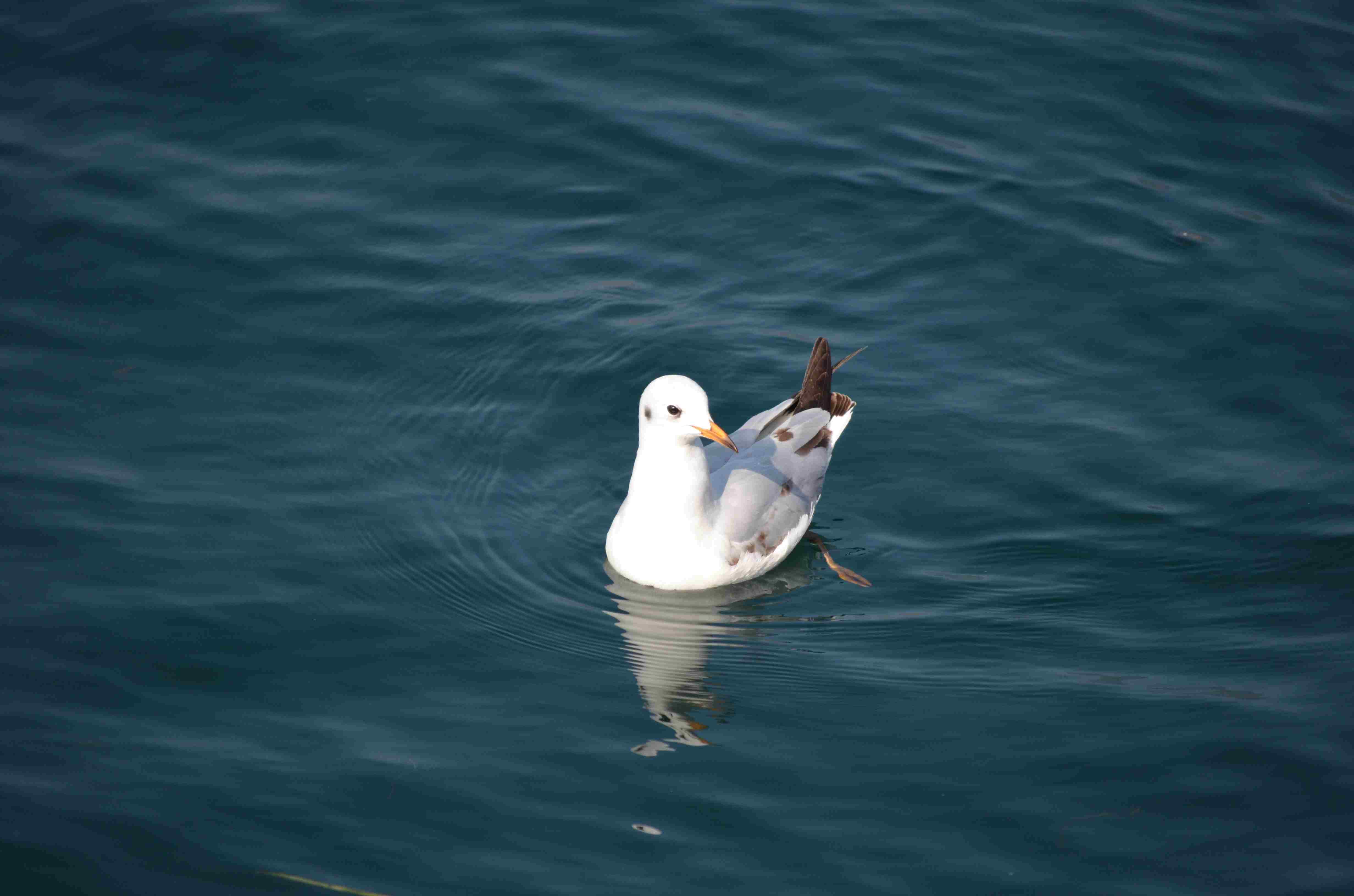 Gabbiano comune